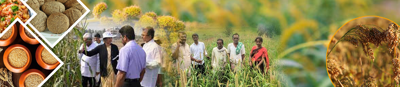 Indian Millets