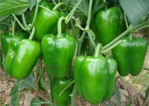 Capsicum