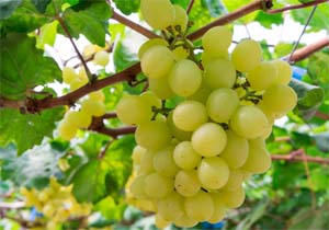 Grapes