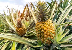 Pineapple