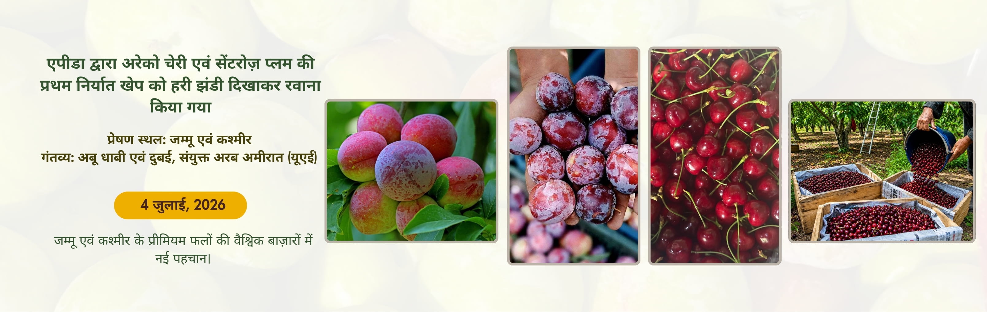 Cherries and Scentrose Plums