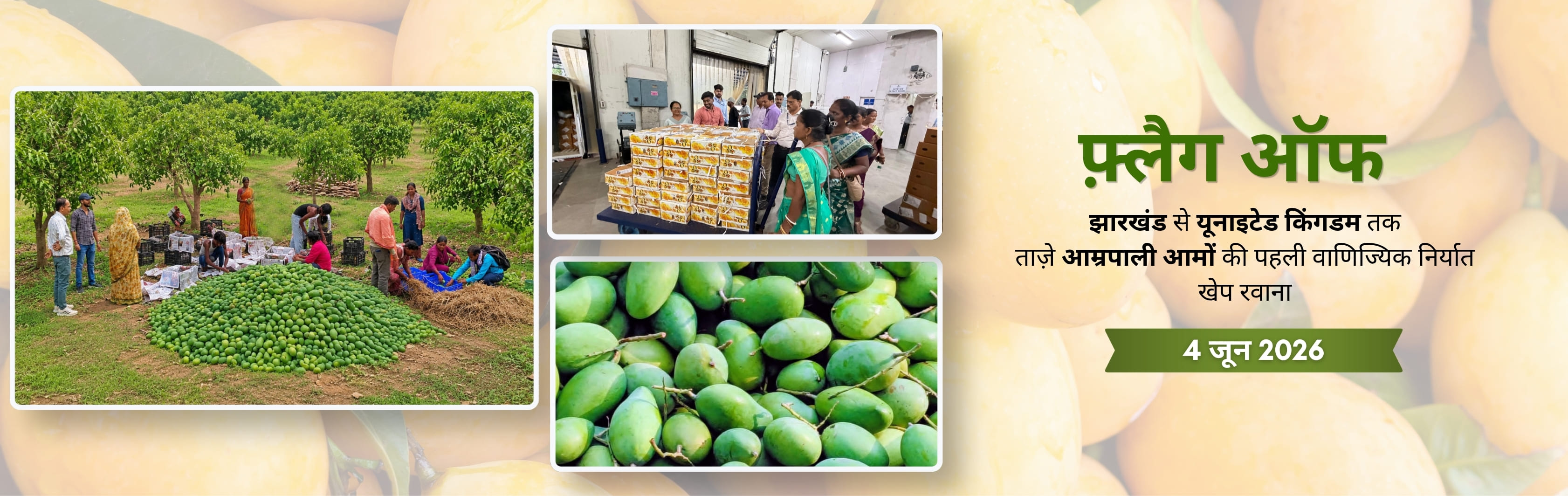 Fage off Amrapali Mangoes