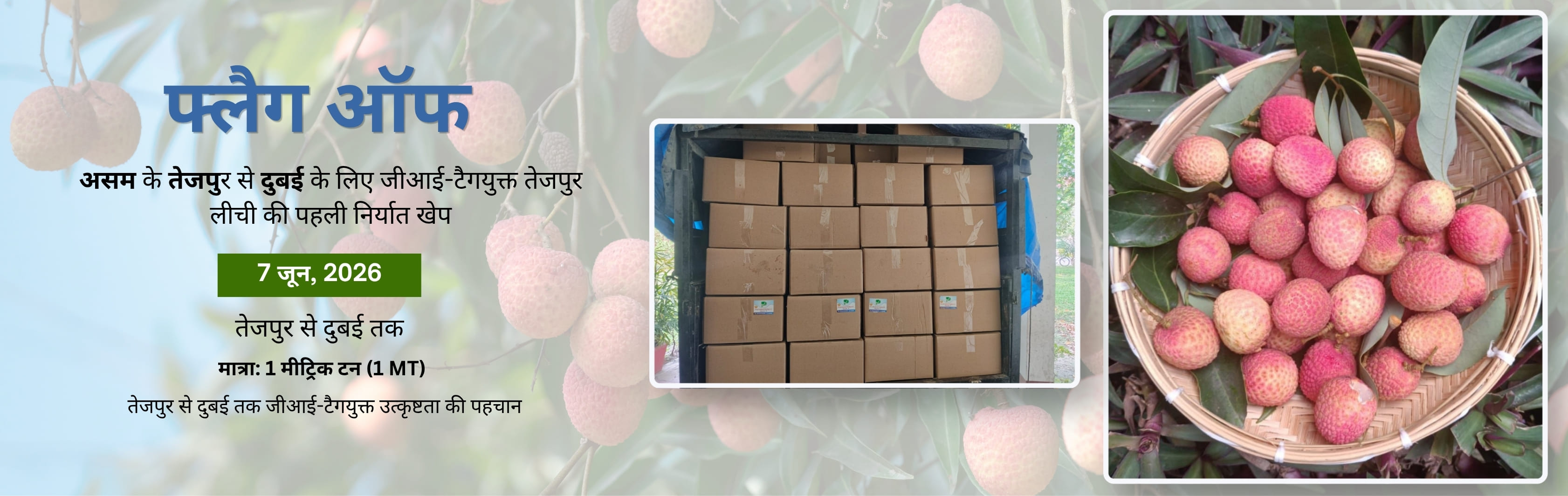flage off GI Tagged Tezpur Litchi