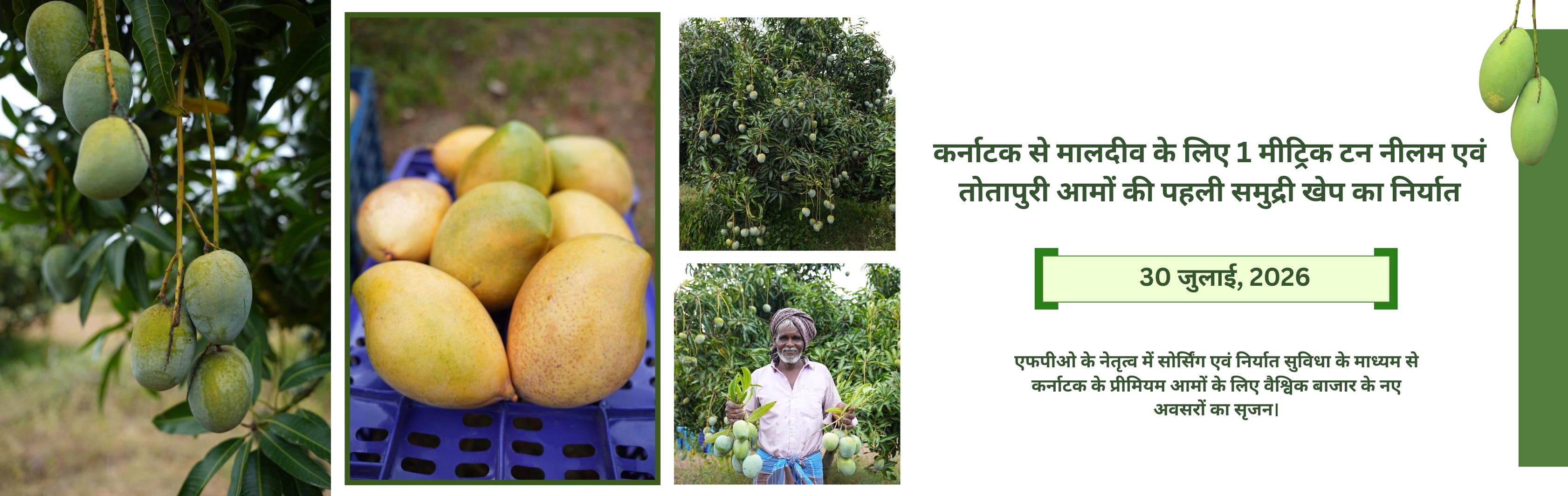 mango from karnataka to maldvies