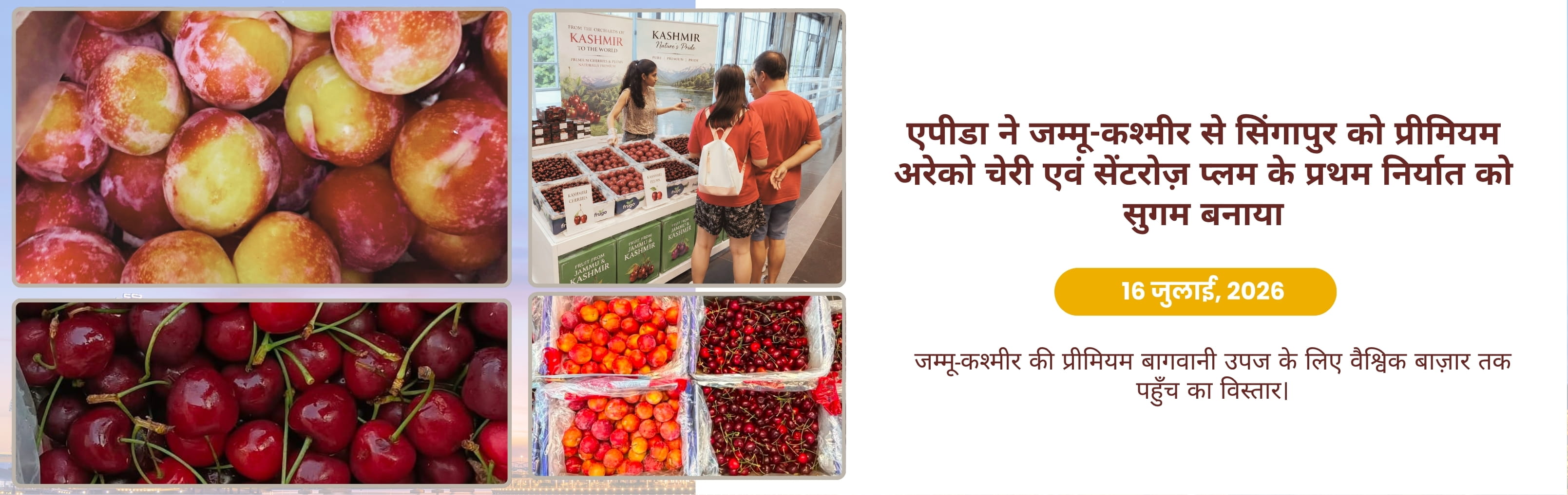 plums from jammu kashmor to singapore