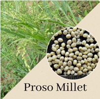 प्रोसो मिलेट को हिंदी में क्या कहते हैं? What is Proso Millet