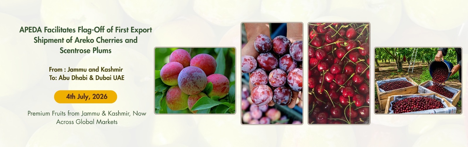 cherries and scentros plums