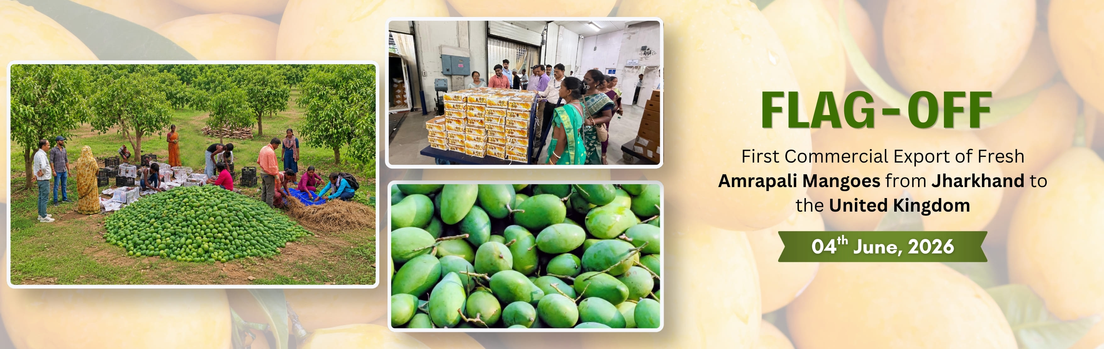Fage off Amrapali Mangoes