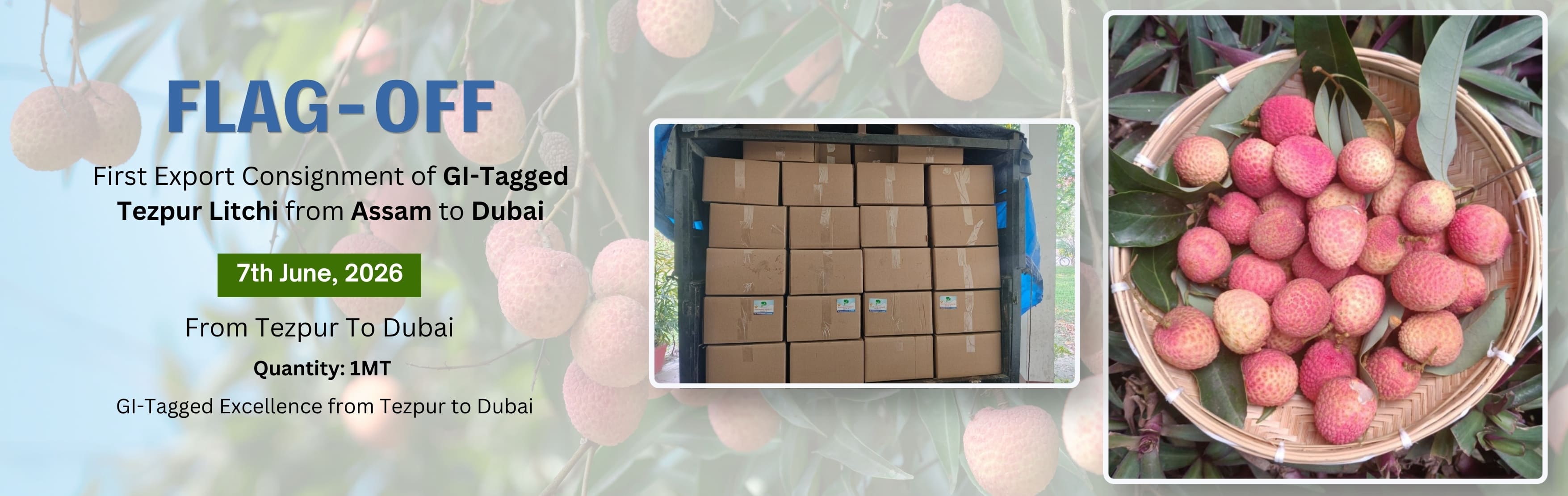 flage off GI Tagged Tezpur Litchi