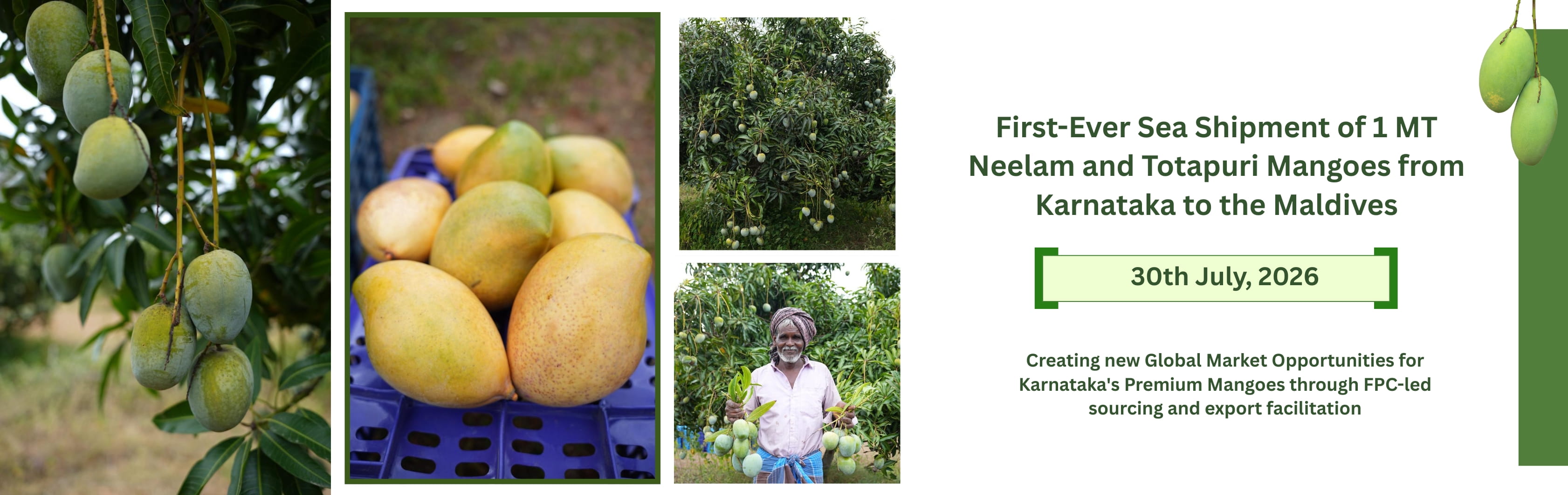 mango from karnataka to maldvies